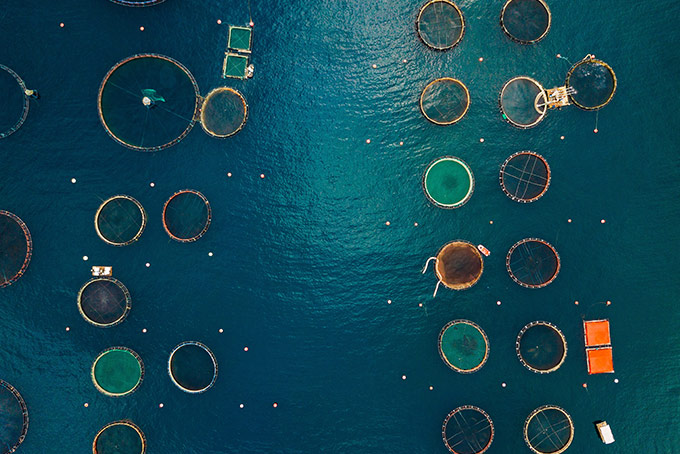 Overhead view of fish farm