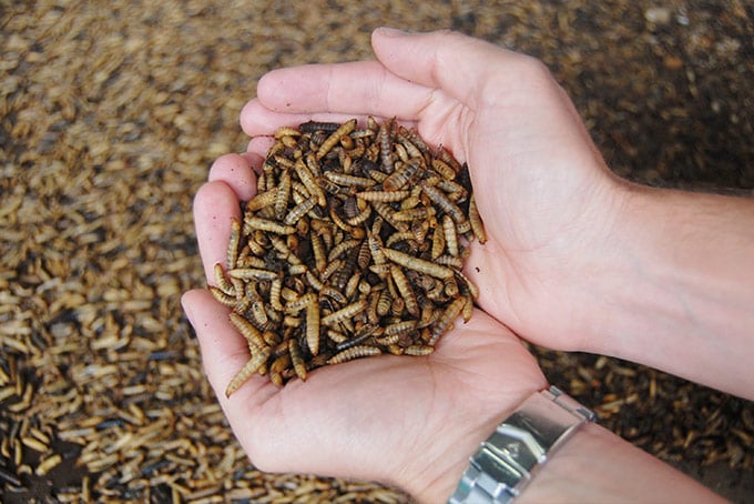 Insects as alternative to fishmeal