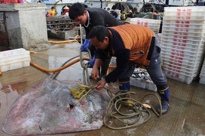 Stingray being hauled onto the dock