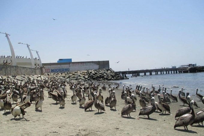 Pelicans, Ferrol Bay
