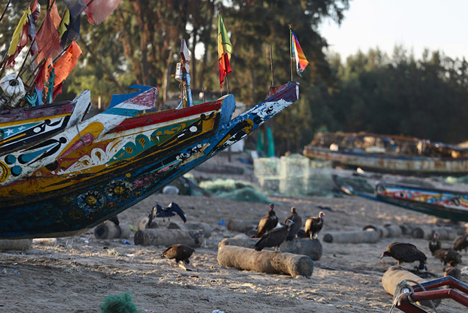 Vultures pick for scraps at Abene Beach, Senegal