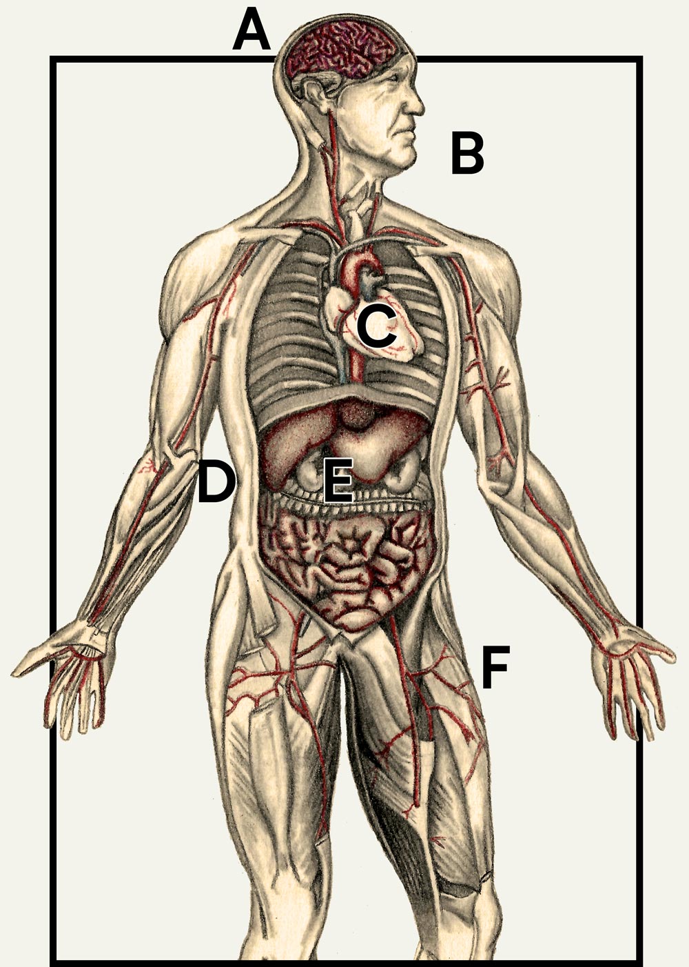 A diagram showing various parts of a human body, including the brain, heart, stomach, muscles, and blood vessels.