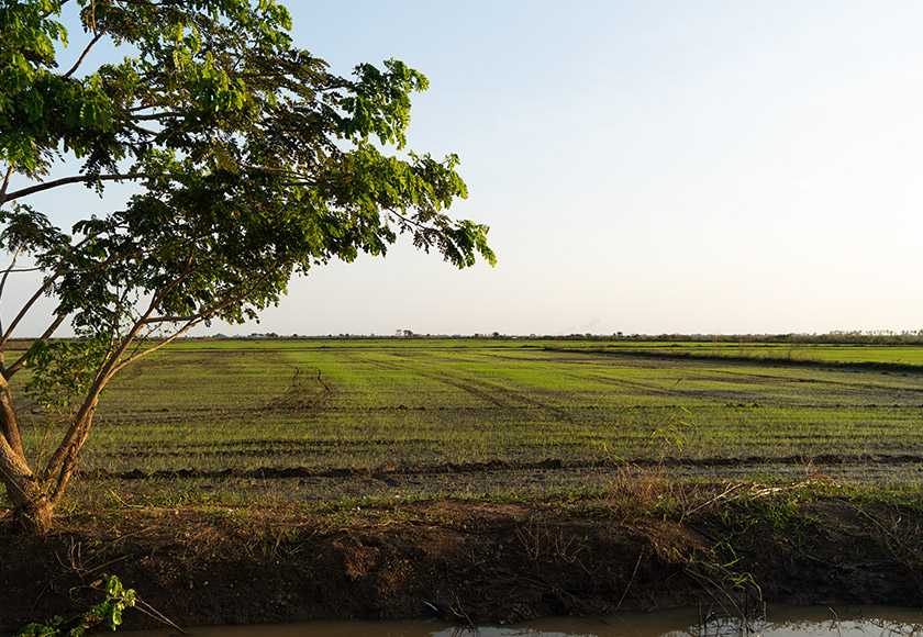 Rice fields with a small tree in the foreground.
